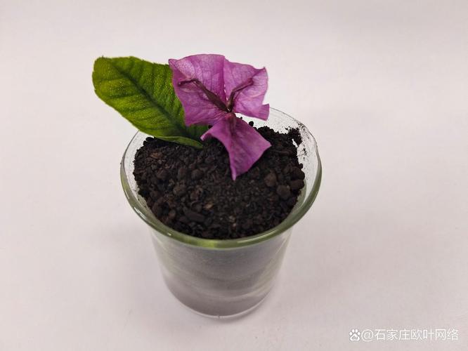 青海干鸡粪有机肥料厂家